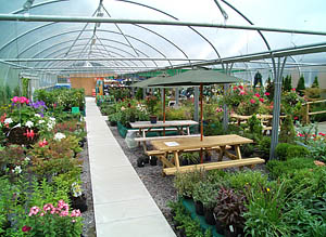 Corachie Clematis Garden Centre Polytunnel