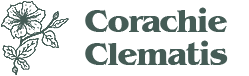 Corachie Clematis