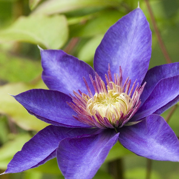 CLEMATIS 'MULTI BLUE'